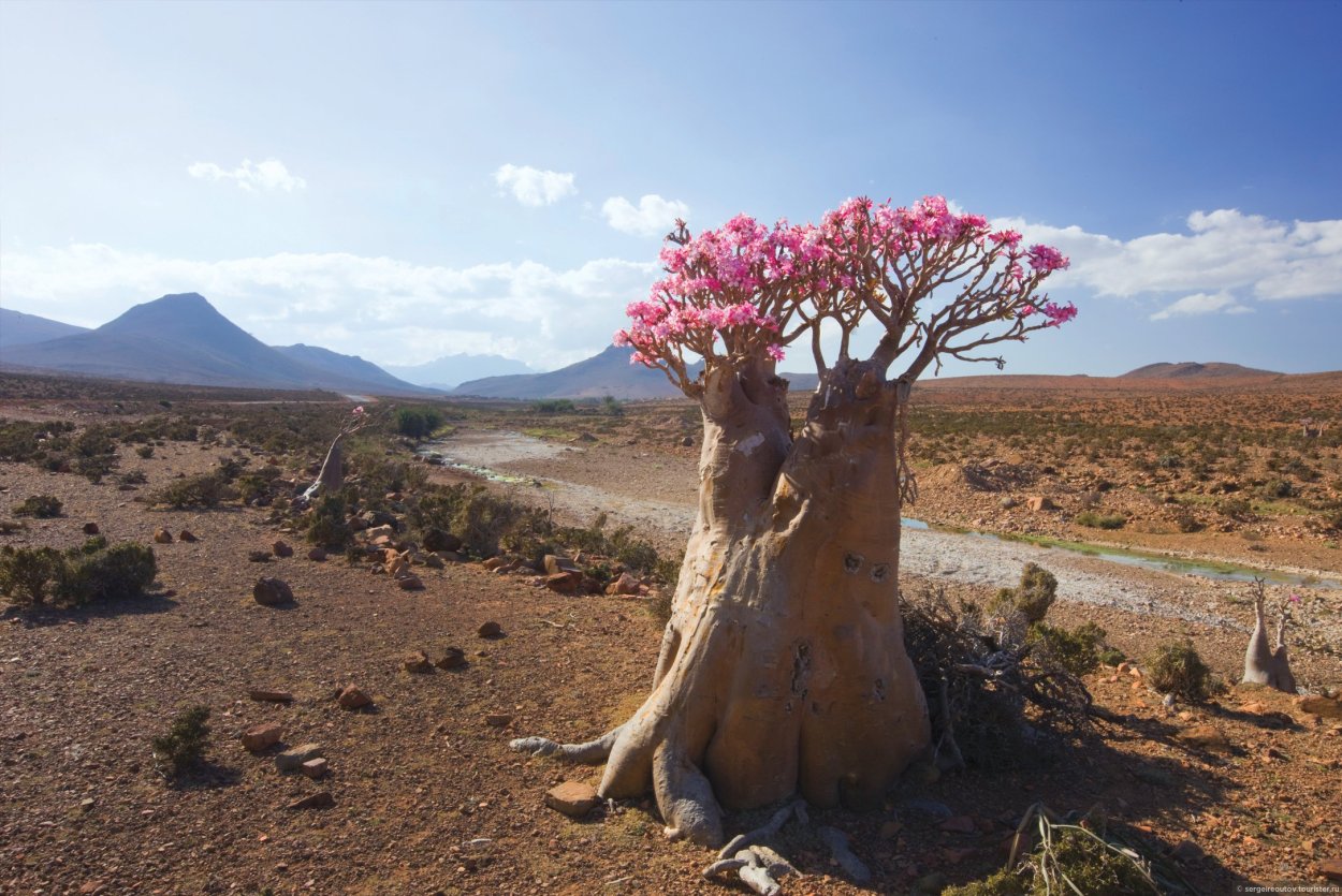 Австралийский баобаб бутылочное дерево