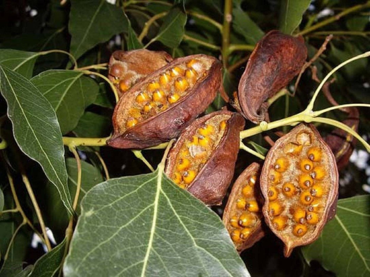 Brachychiton populneus