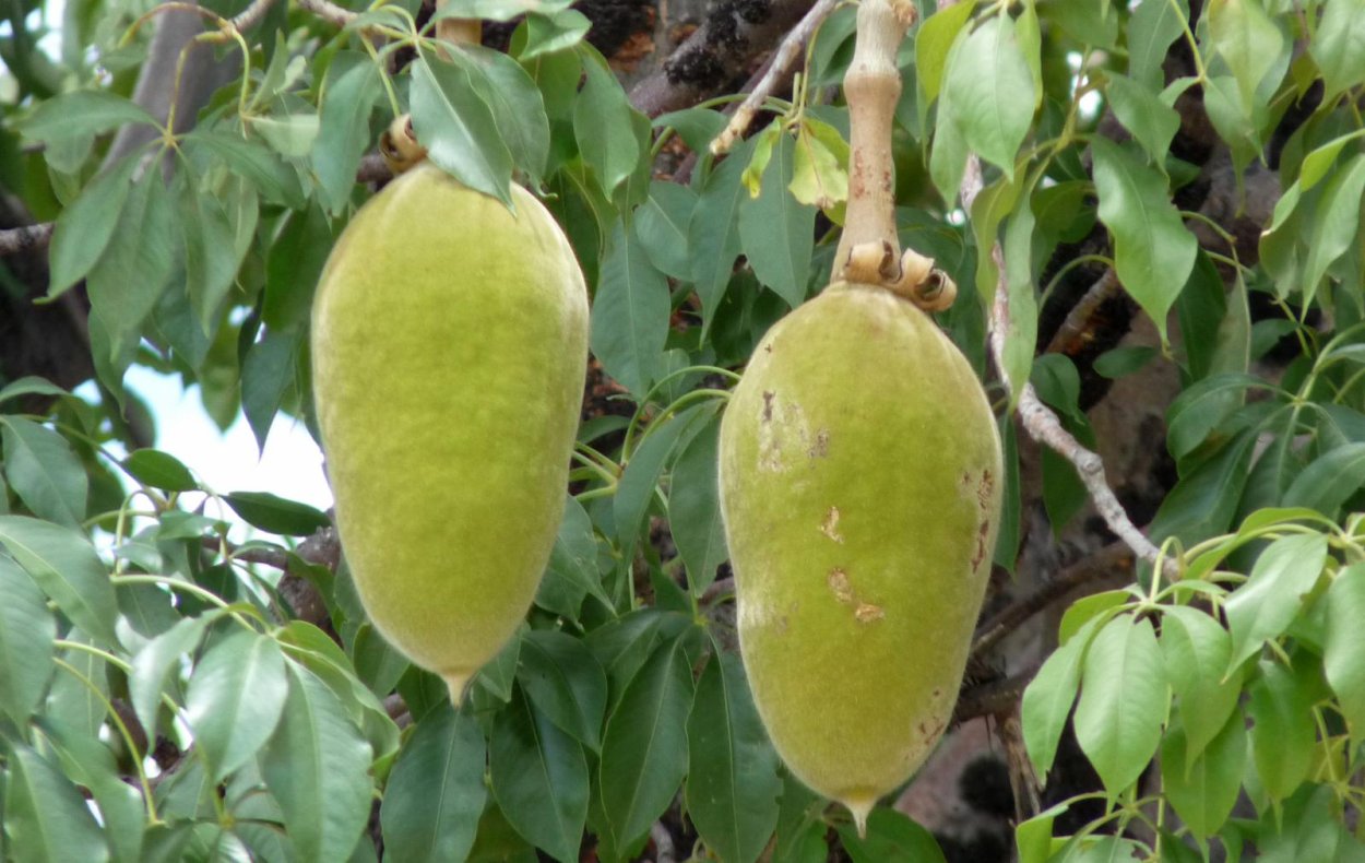 Баобаб хлебное дерево