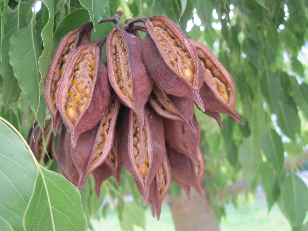 Брахихитон скальный