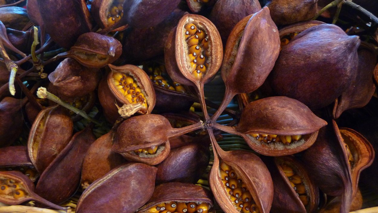 Фрукты на арабском