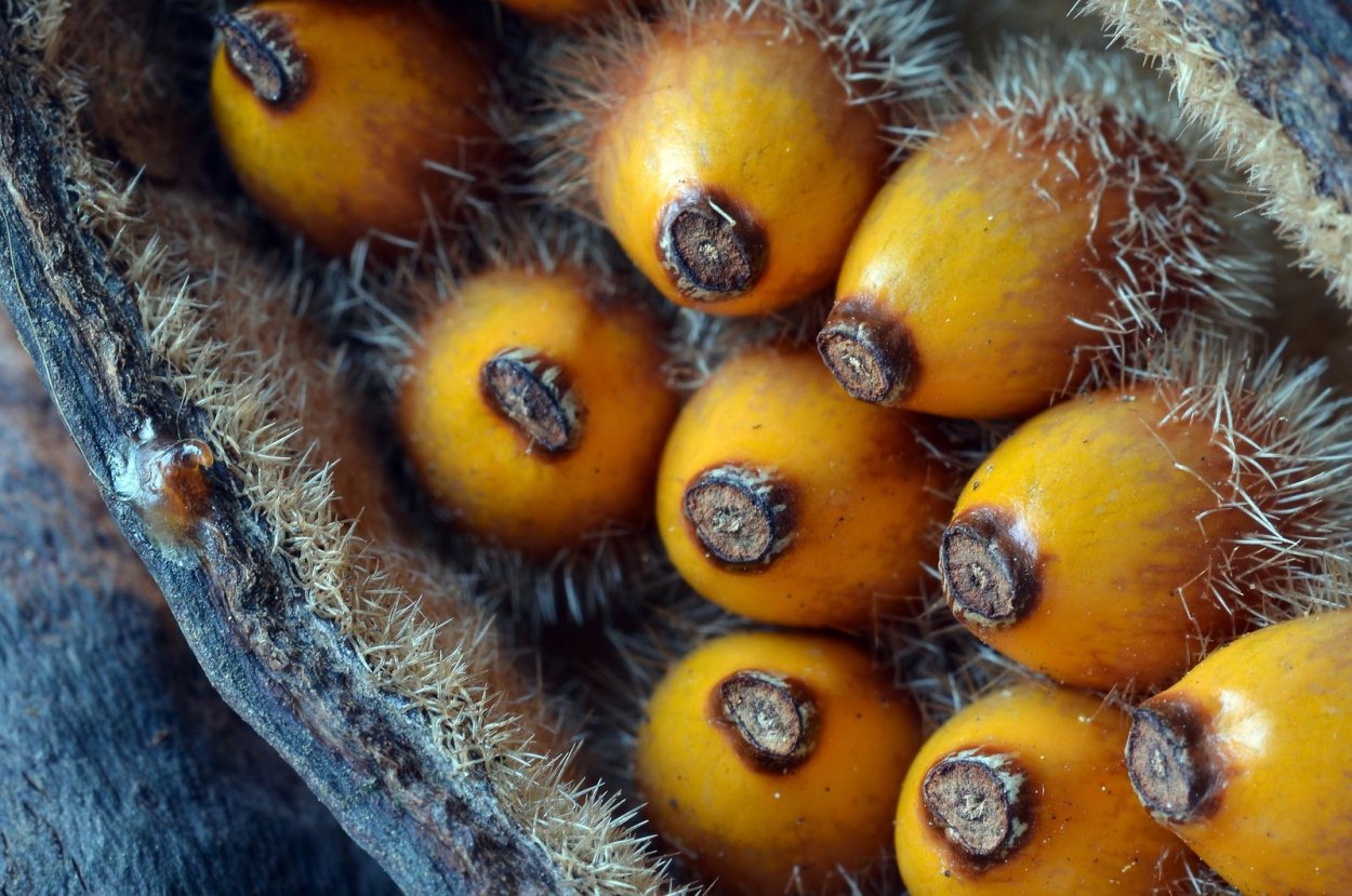 Бутылочное дерево плоды