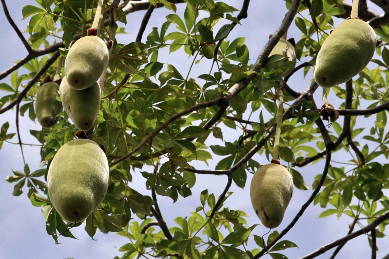 Баобаб Обезьянье дерево