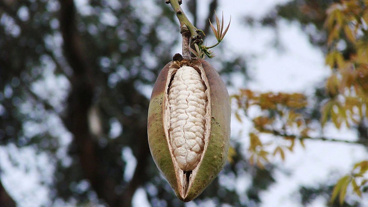 Бутылочное дерево Сокотра