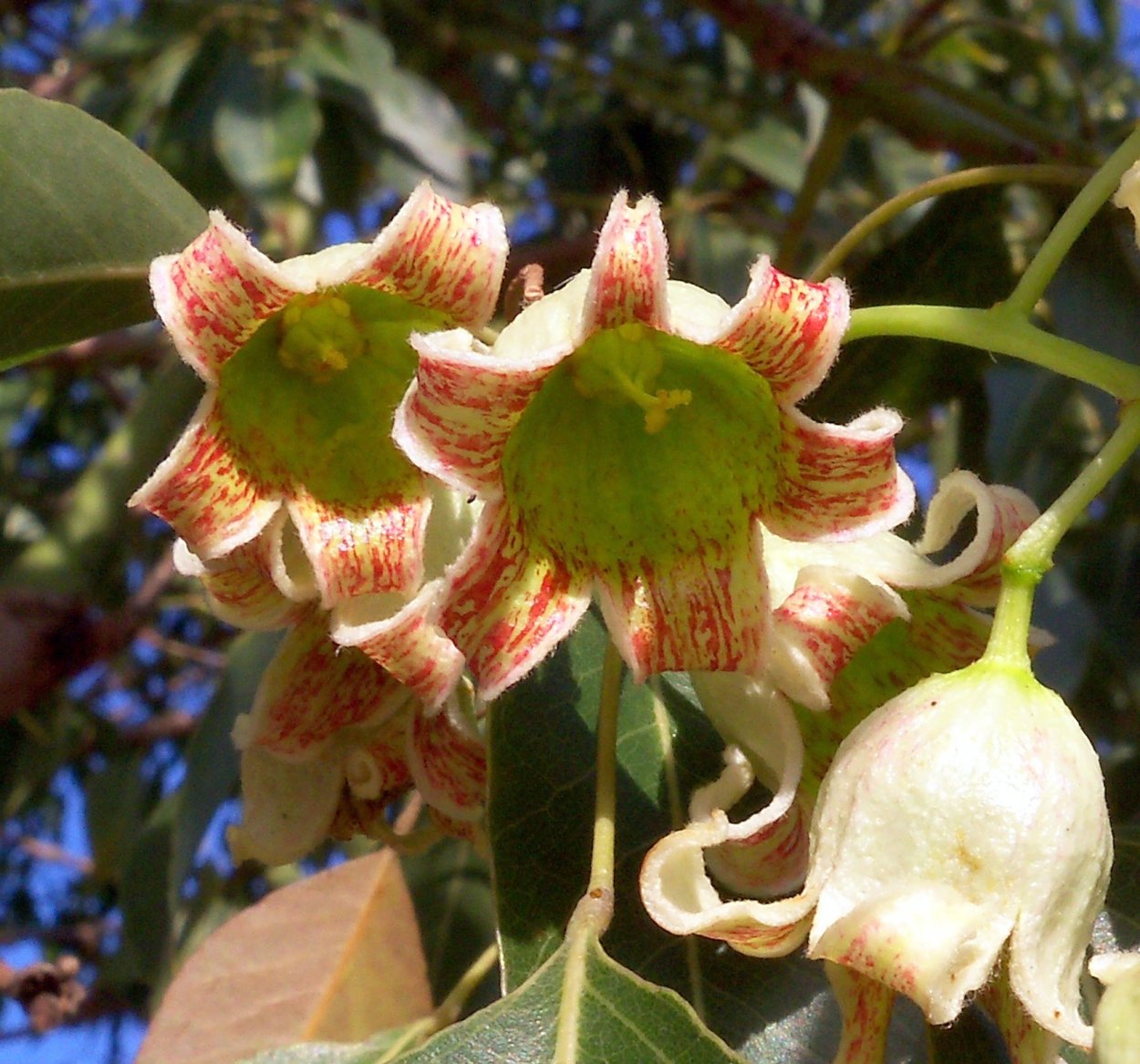 Баобаб в Австралии