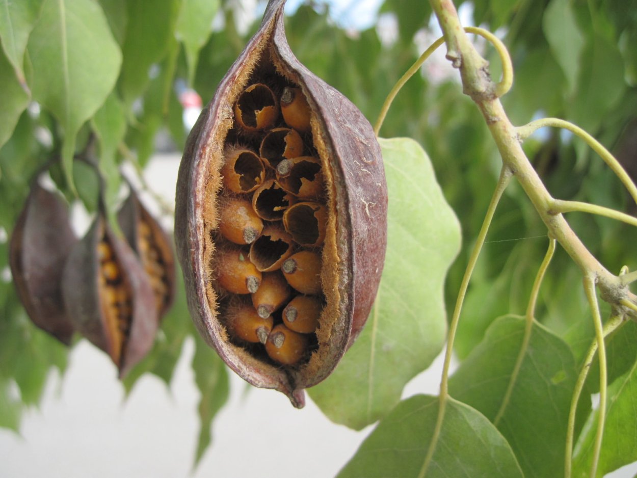 Брахихитон кленолистный