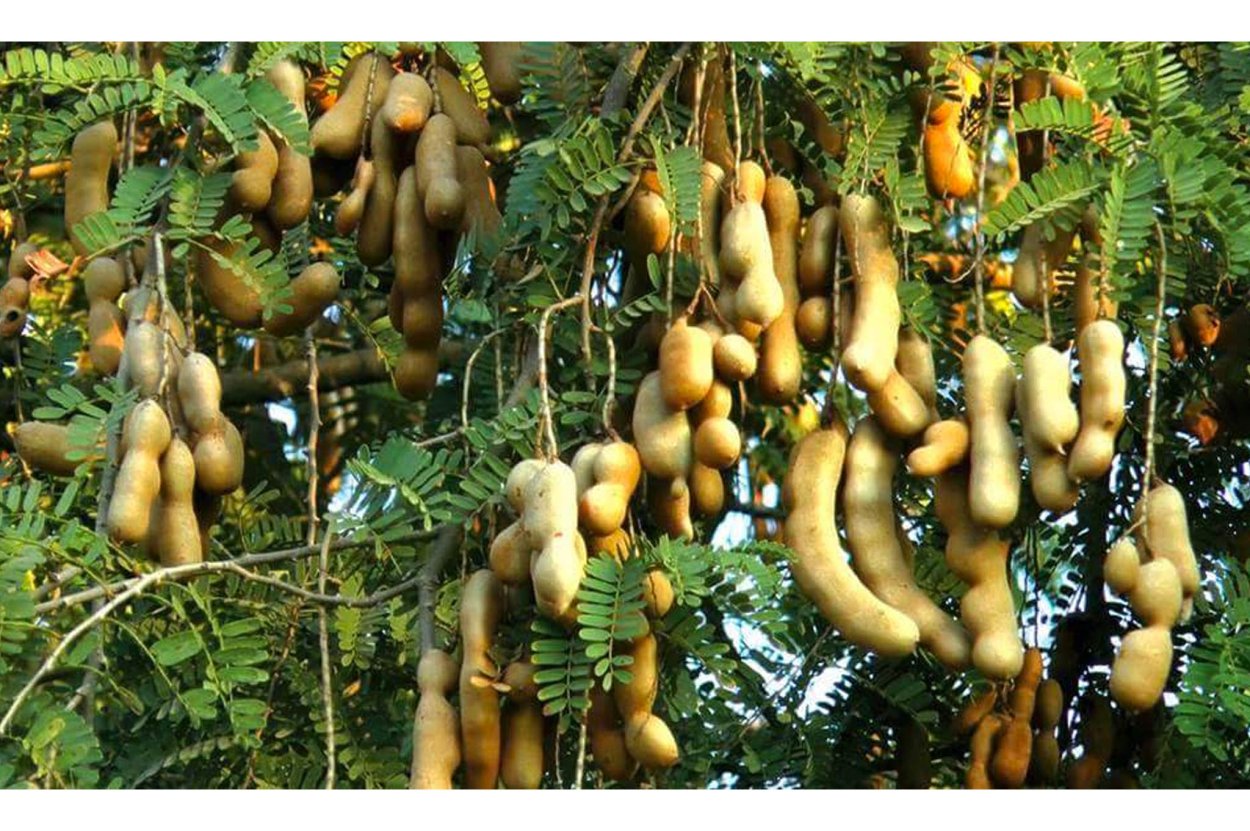 Бутылочные деревья острова Сокотра