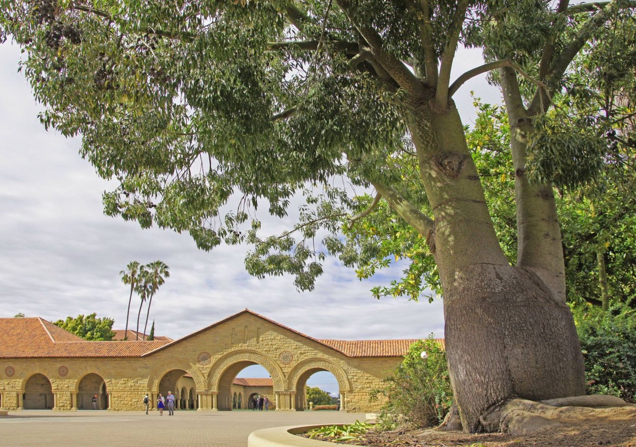 Баобаб дерево плоды