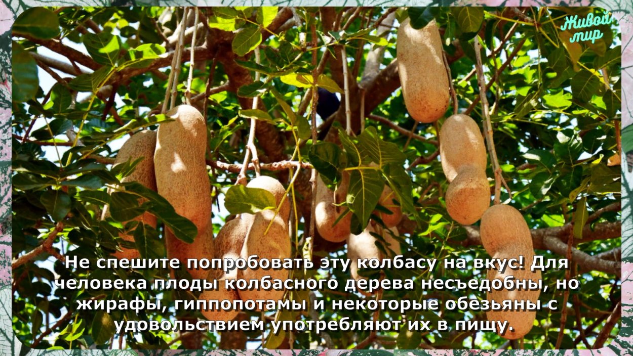 Adansonia digitata каудекс