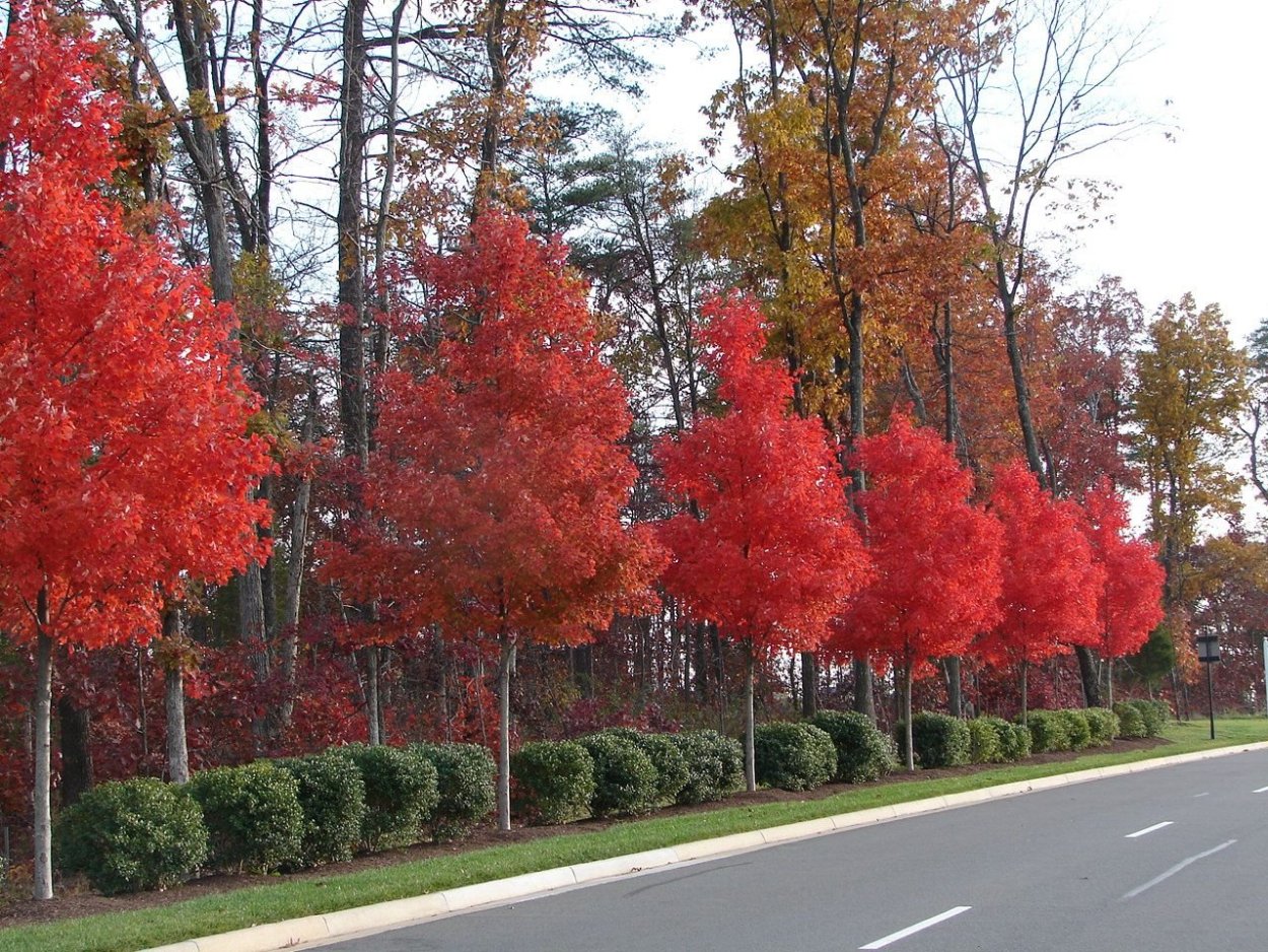 Acer rubrum (клен красный) 'Red Sunset'