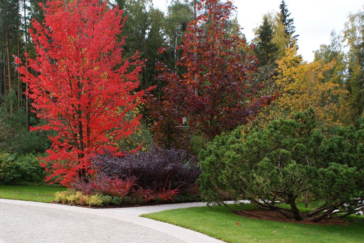 Клен Гиннала в ландшафтном