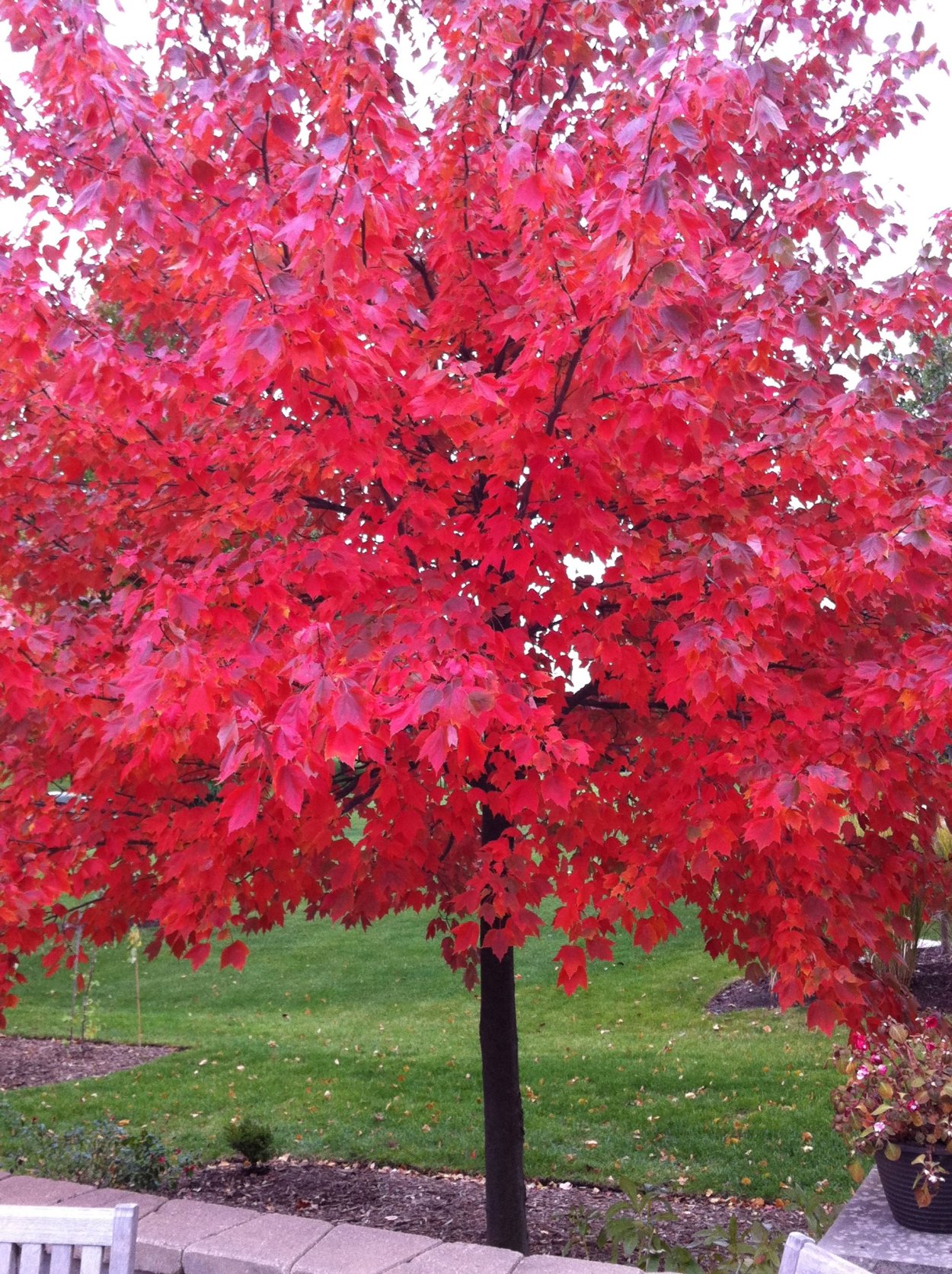 Клён канадский краснолистный