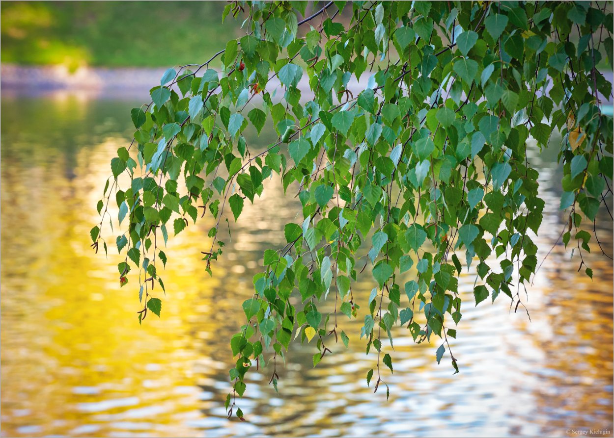 Черемуха, Ива, ольха.