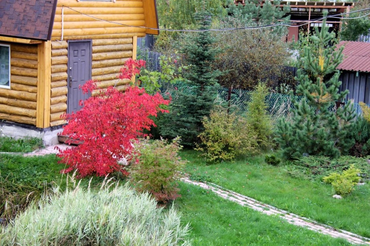 Клен дланевидный Shaina