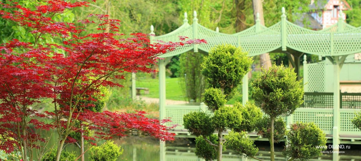 Японский клен ниваки