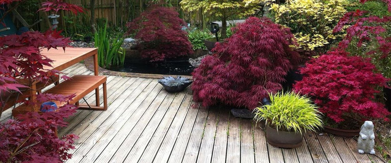 Клён канадский краснолистный