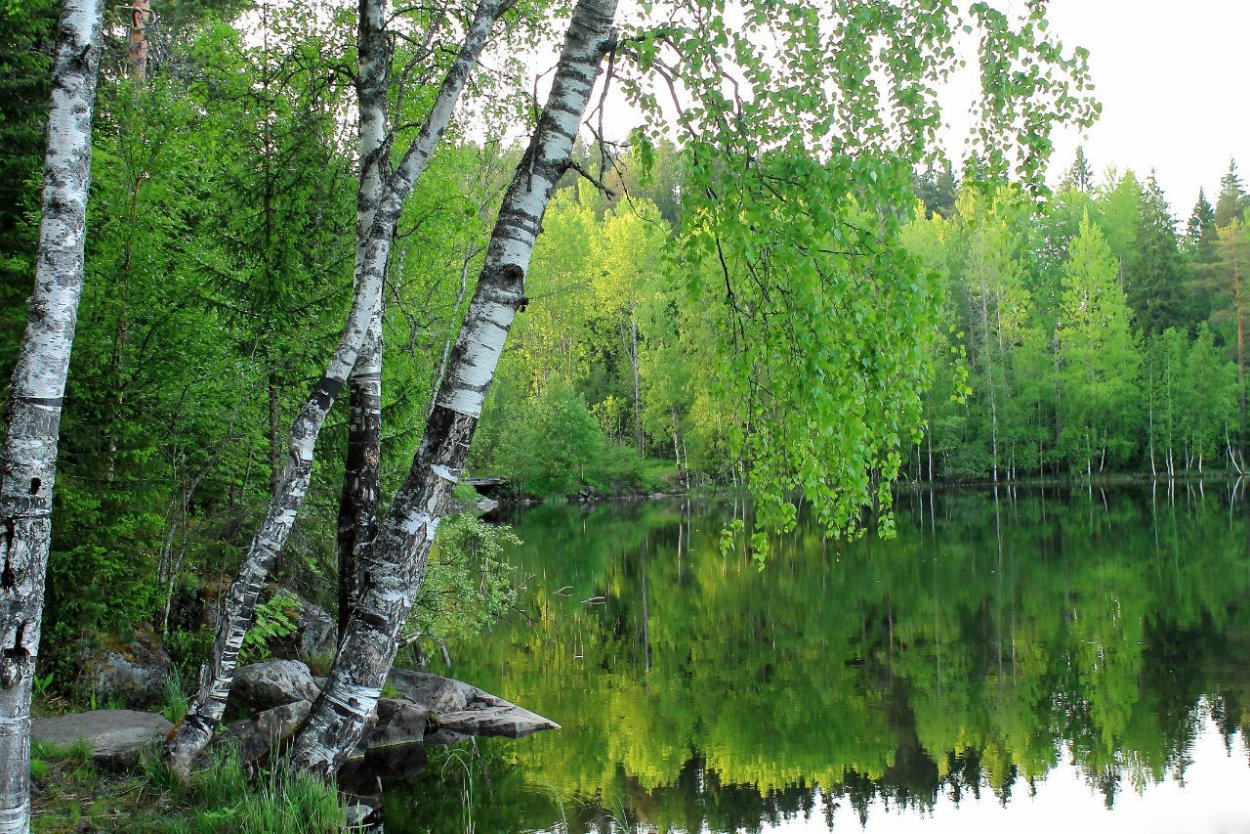 Березовая роща озеро Ивановская область