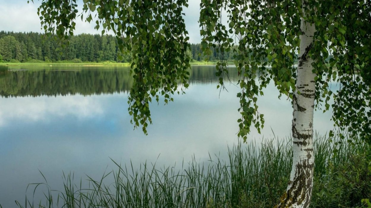 Березовая роща ручей