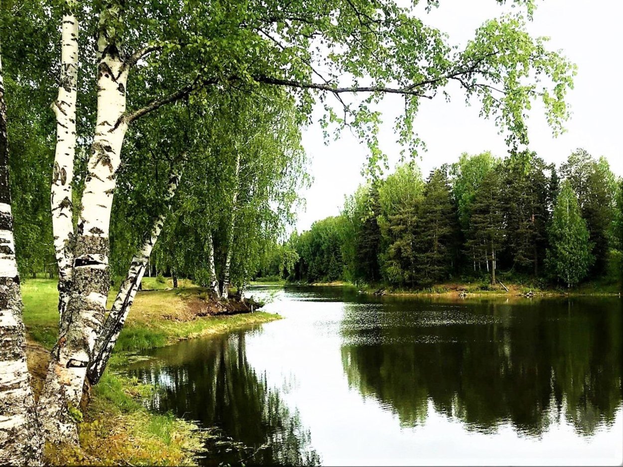 Природа деревня речка Березки