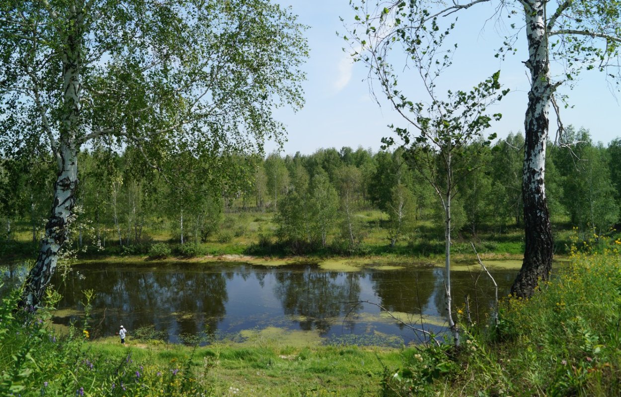 Пейзаж с березами