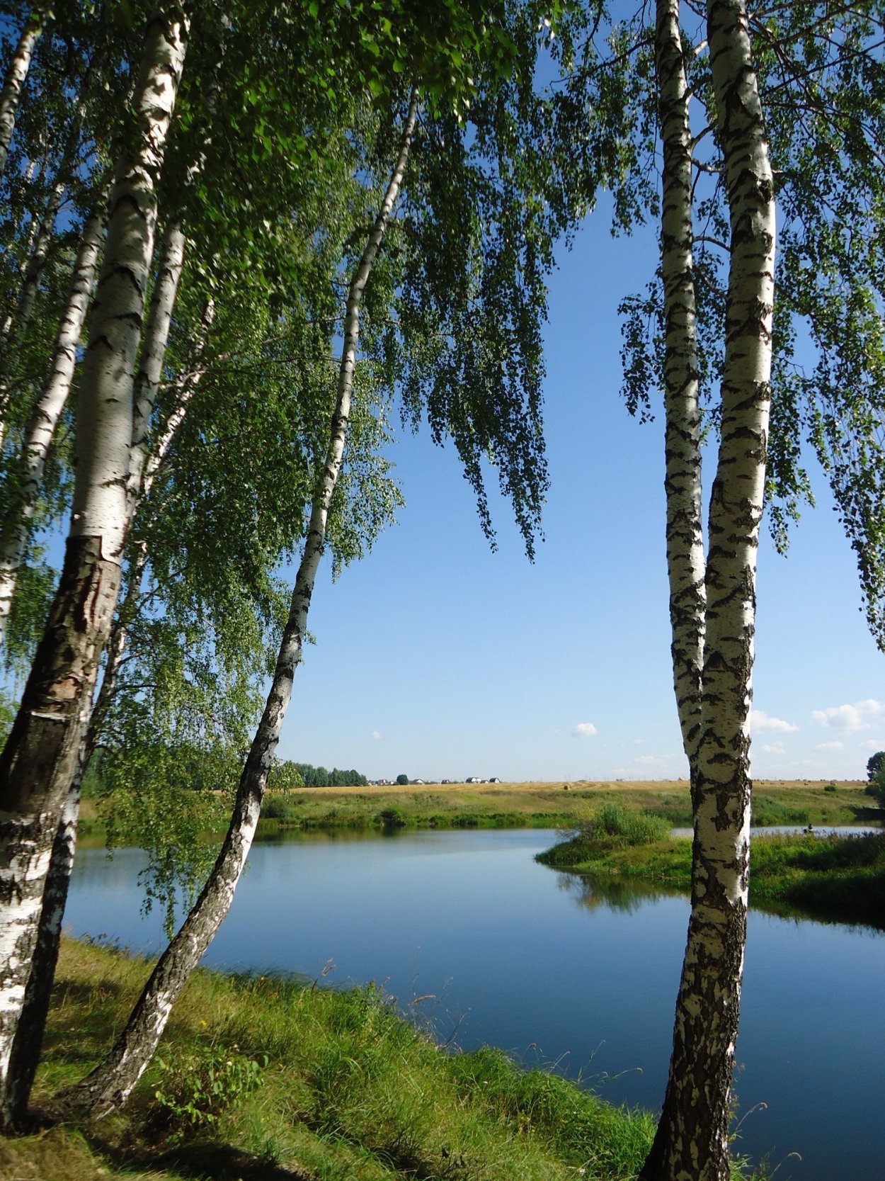 Берёзовая роща Курск