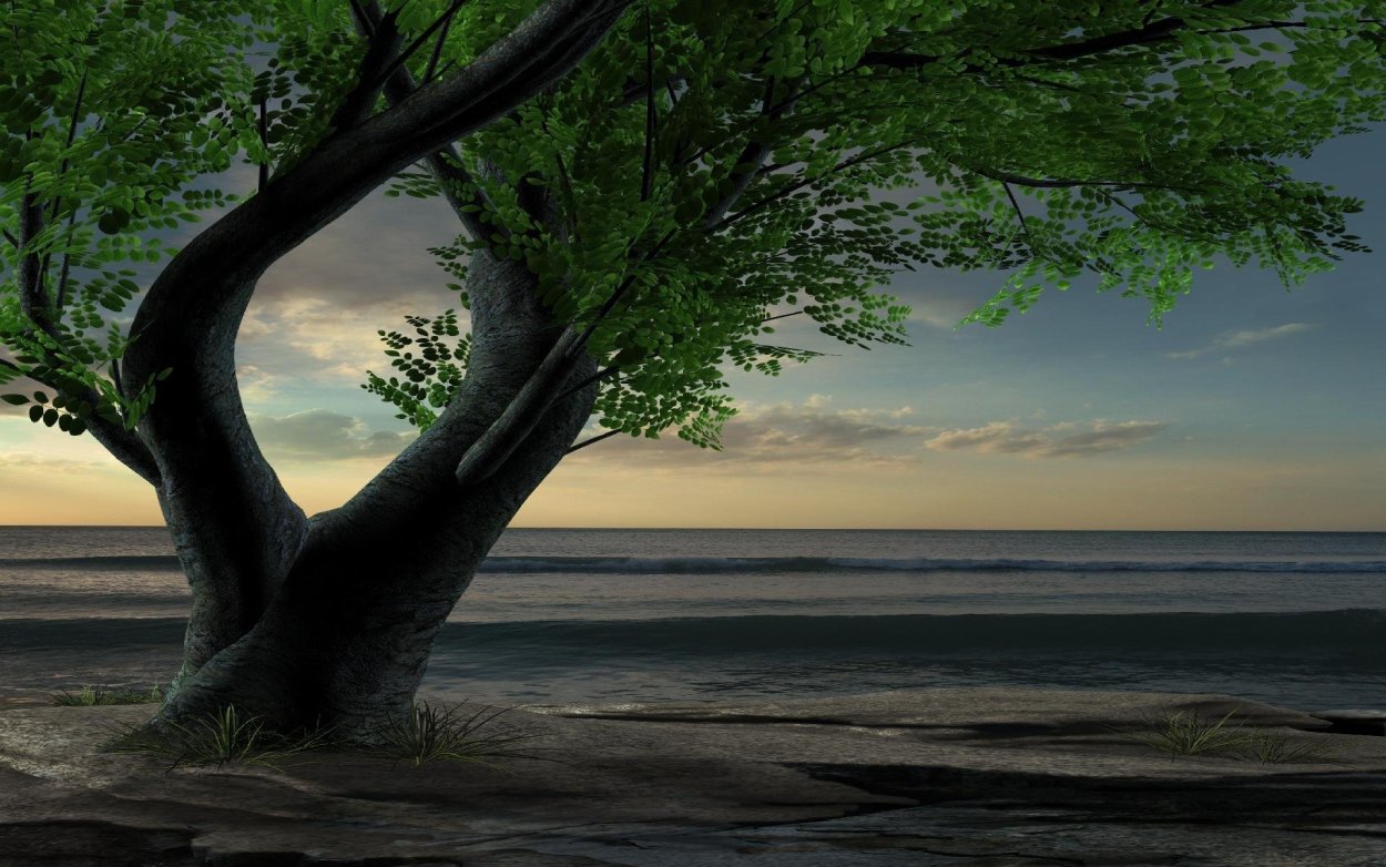 Одинокое большое дерево