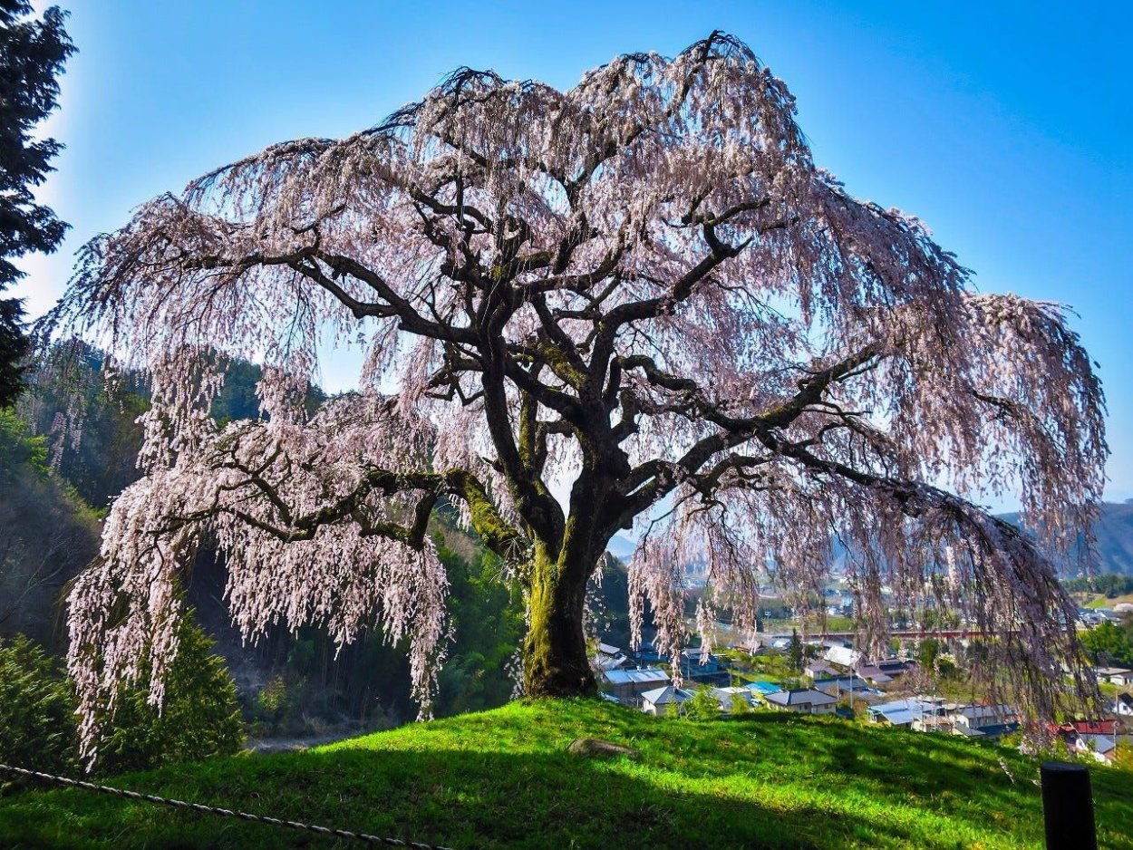 Дерево Гуакари