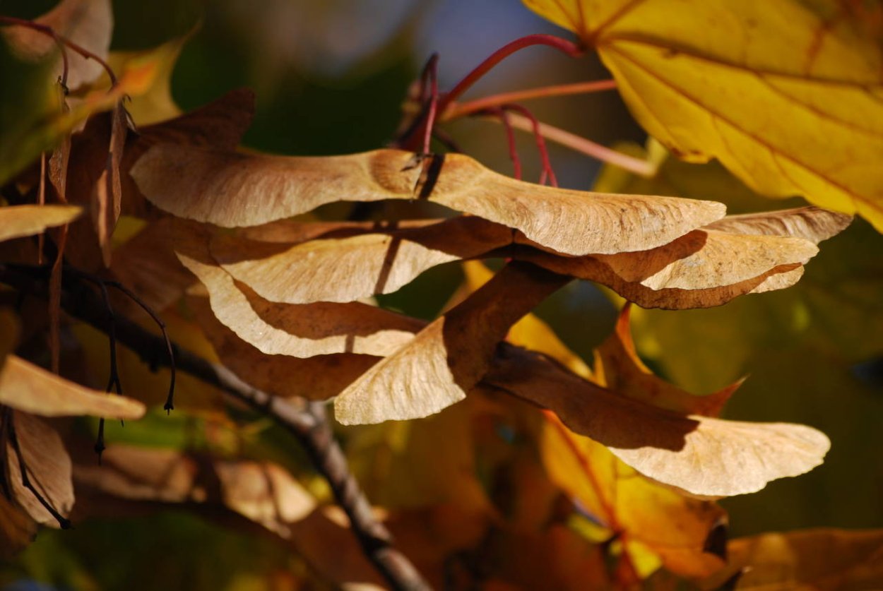 Клен остролистный семена