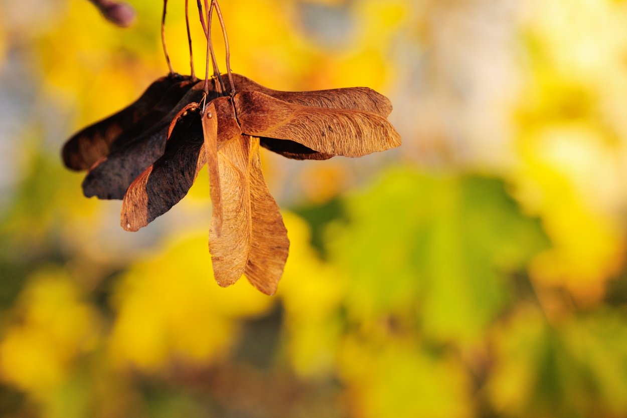 Клен остролистный крылатка