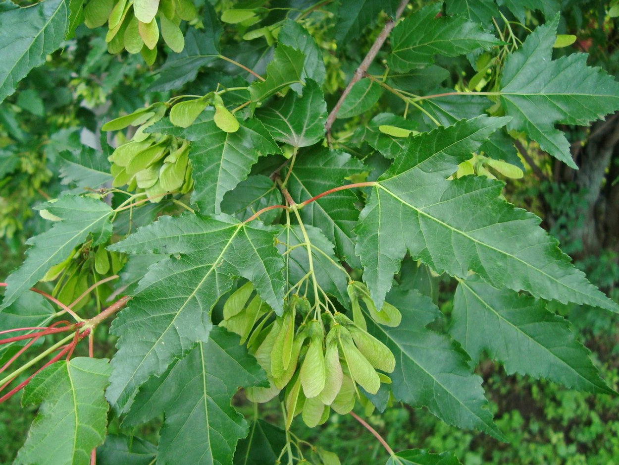 Клен Приречный Гиннала