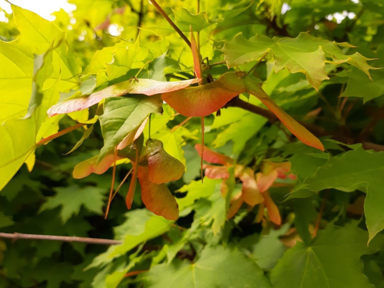 Клен остролистный крылатка