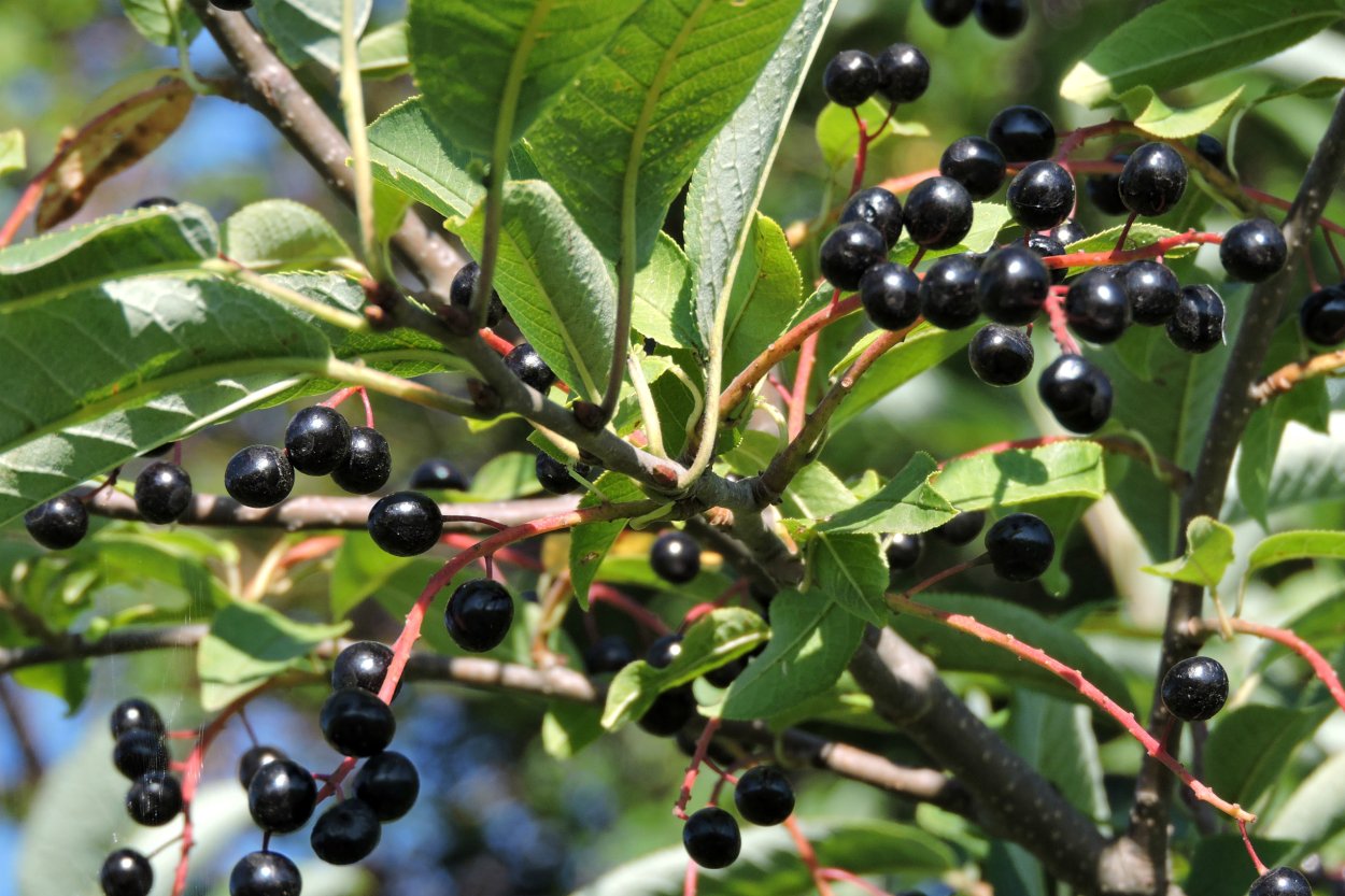 Черёмуха обыкновенная плоды