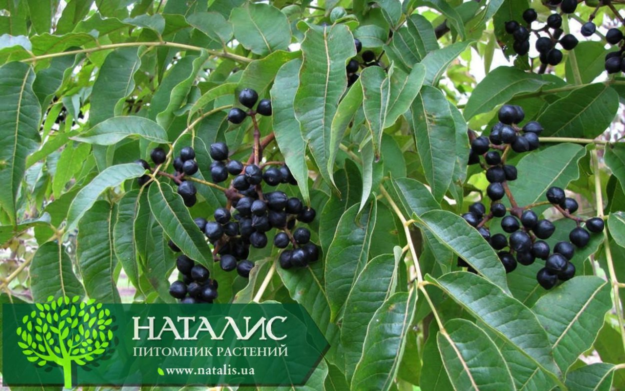 Бархат Амурский – Phellodendron amurense Rupr