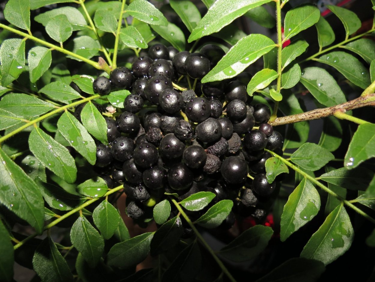 Мурайя Кёнига черноплодная