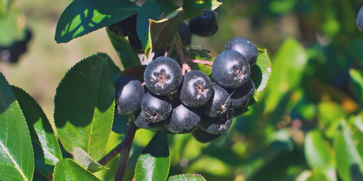 Черноплодная рябина арония