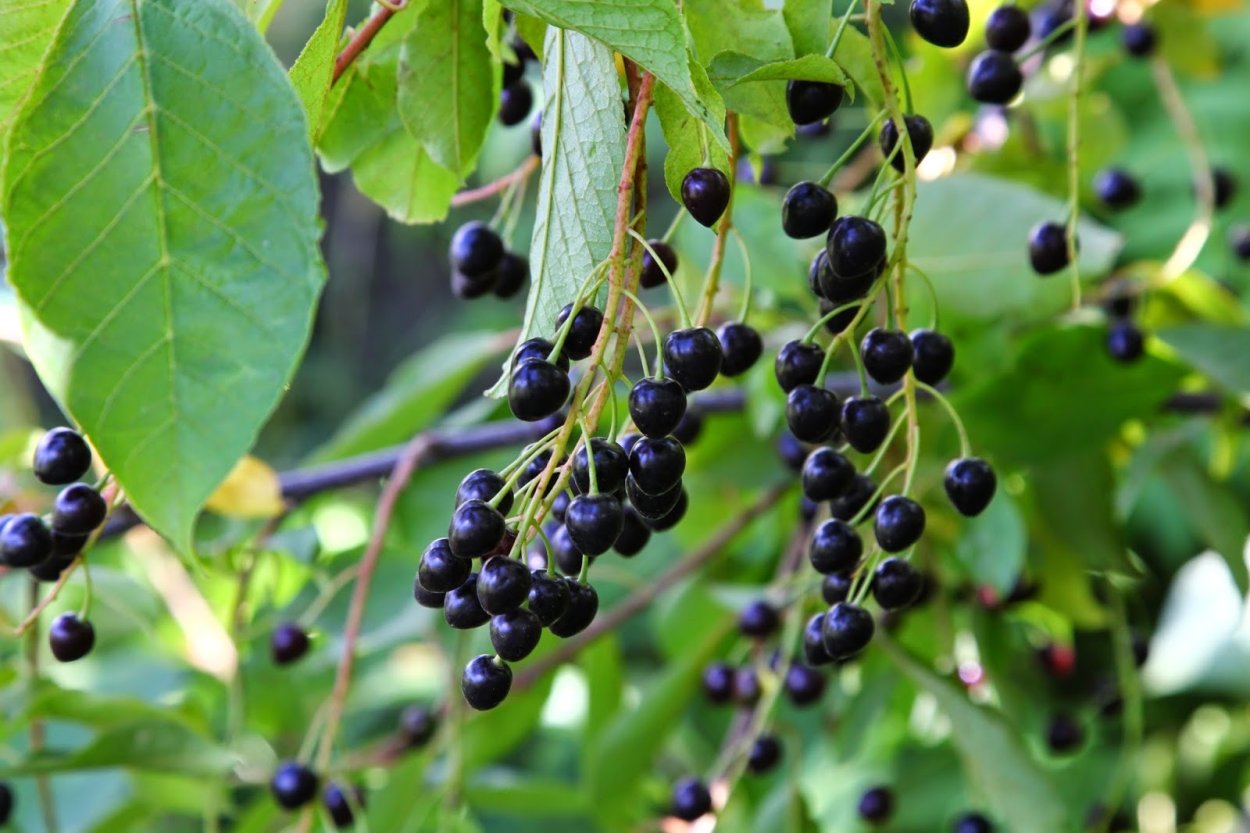 Черёмуха обыкновенная ягоды