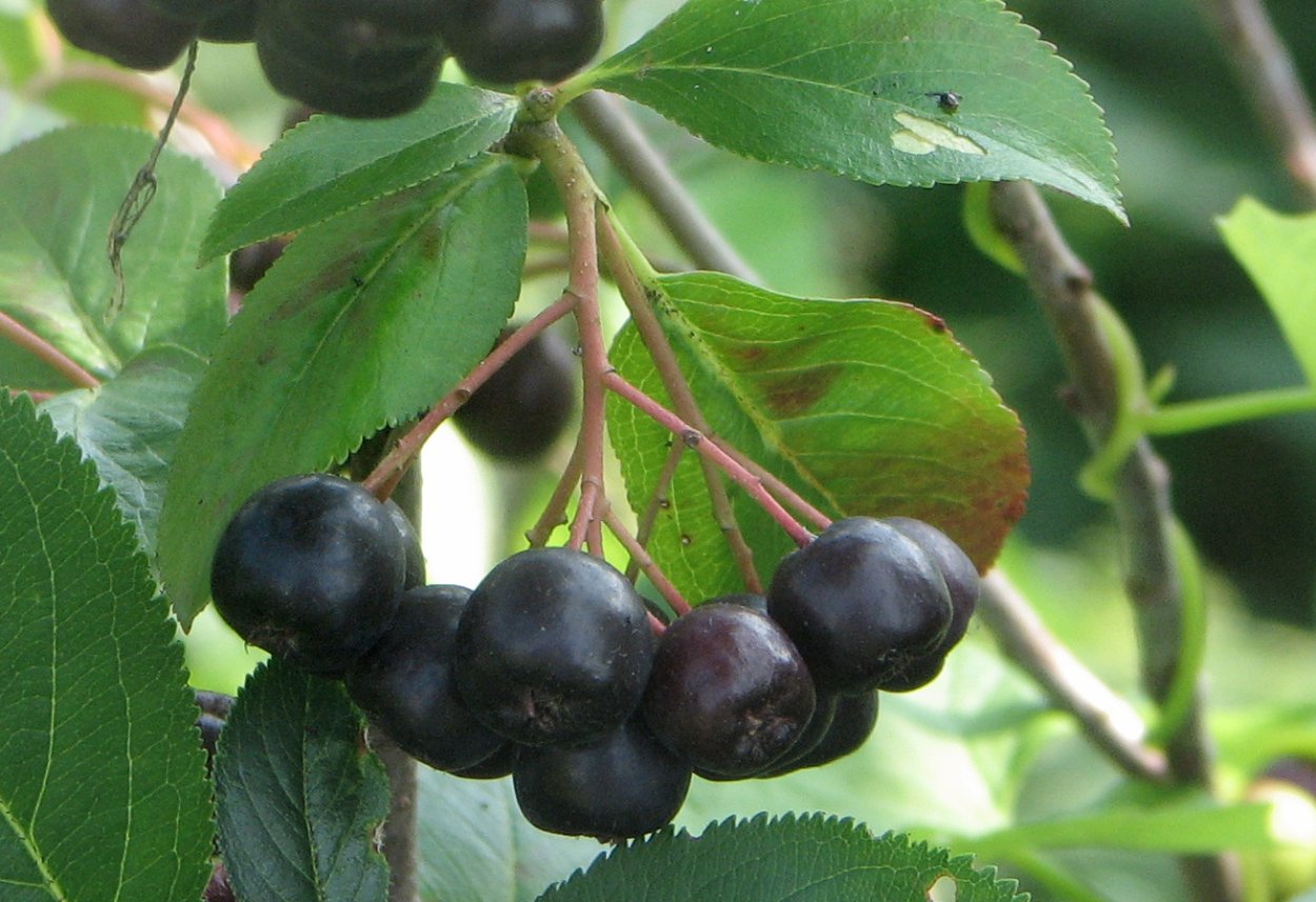 Стрендж фруит