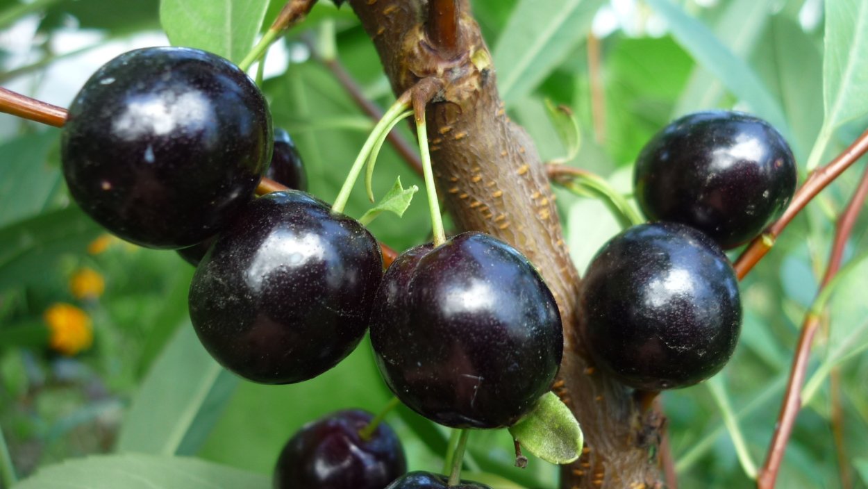 Черные ягоды ирга