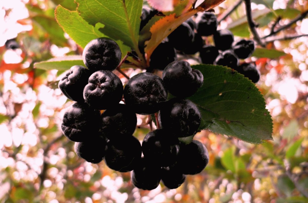 Черешня Дайбера чёрная