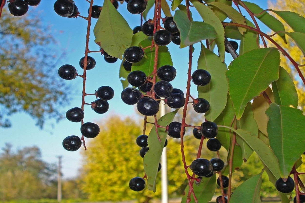 Арония черноплодная (Aronia melanocarpa)