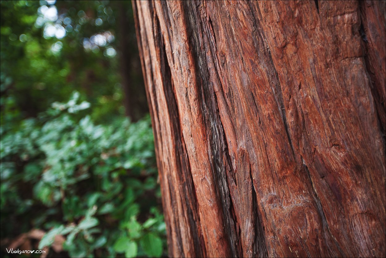 Махагониевое дерево