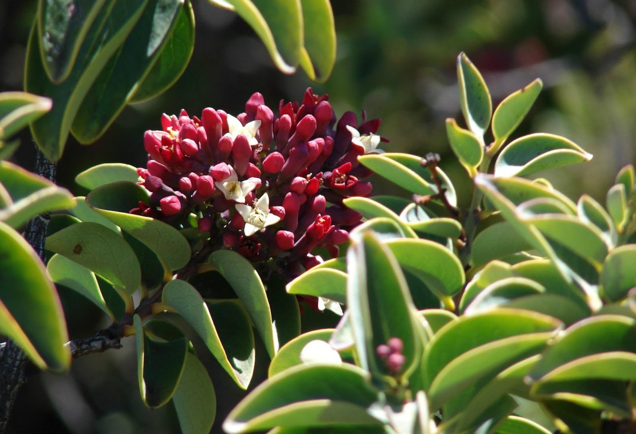 Сандал сандаловое дерево