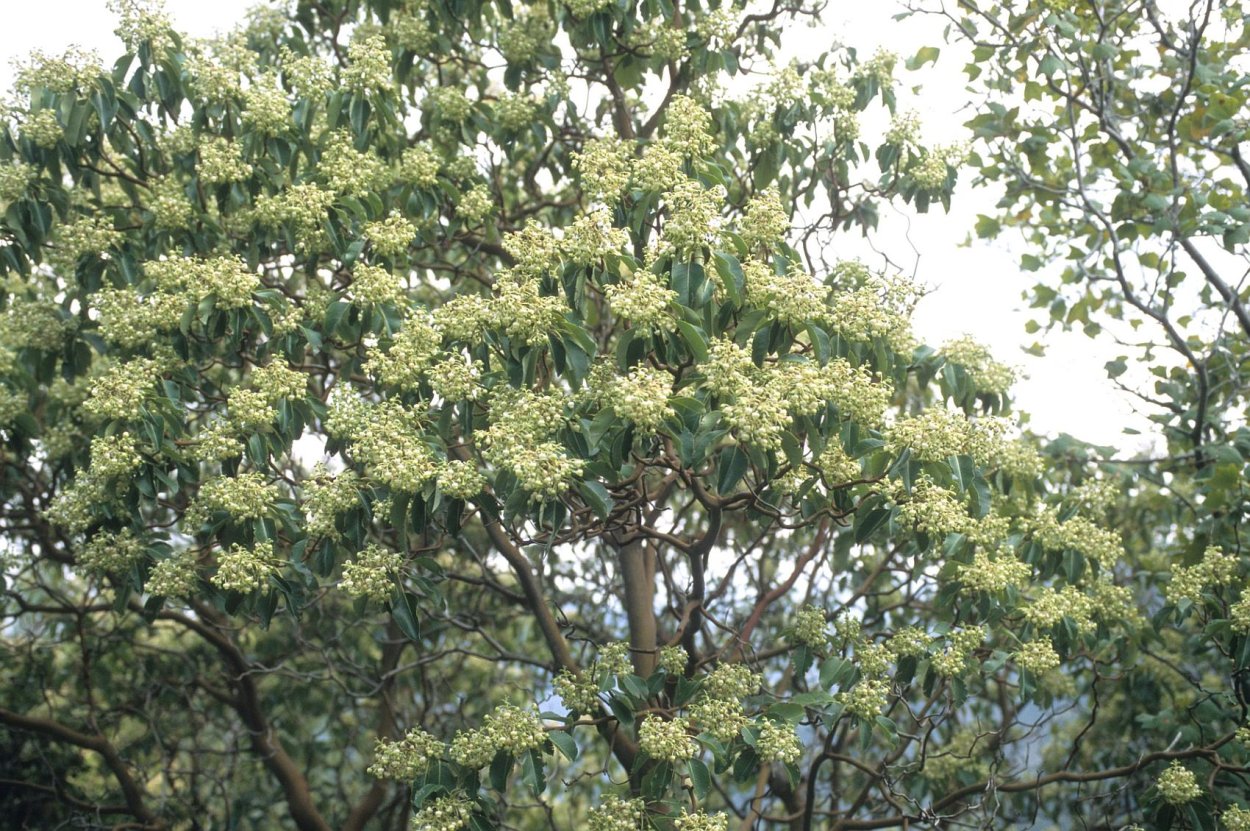 Дерево Сандал Индия