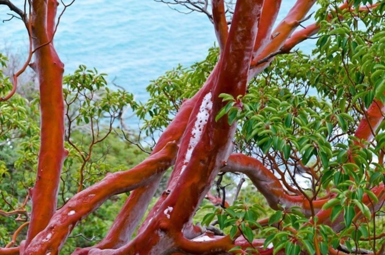 Земляничник мелкоплодный Крым