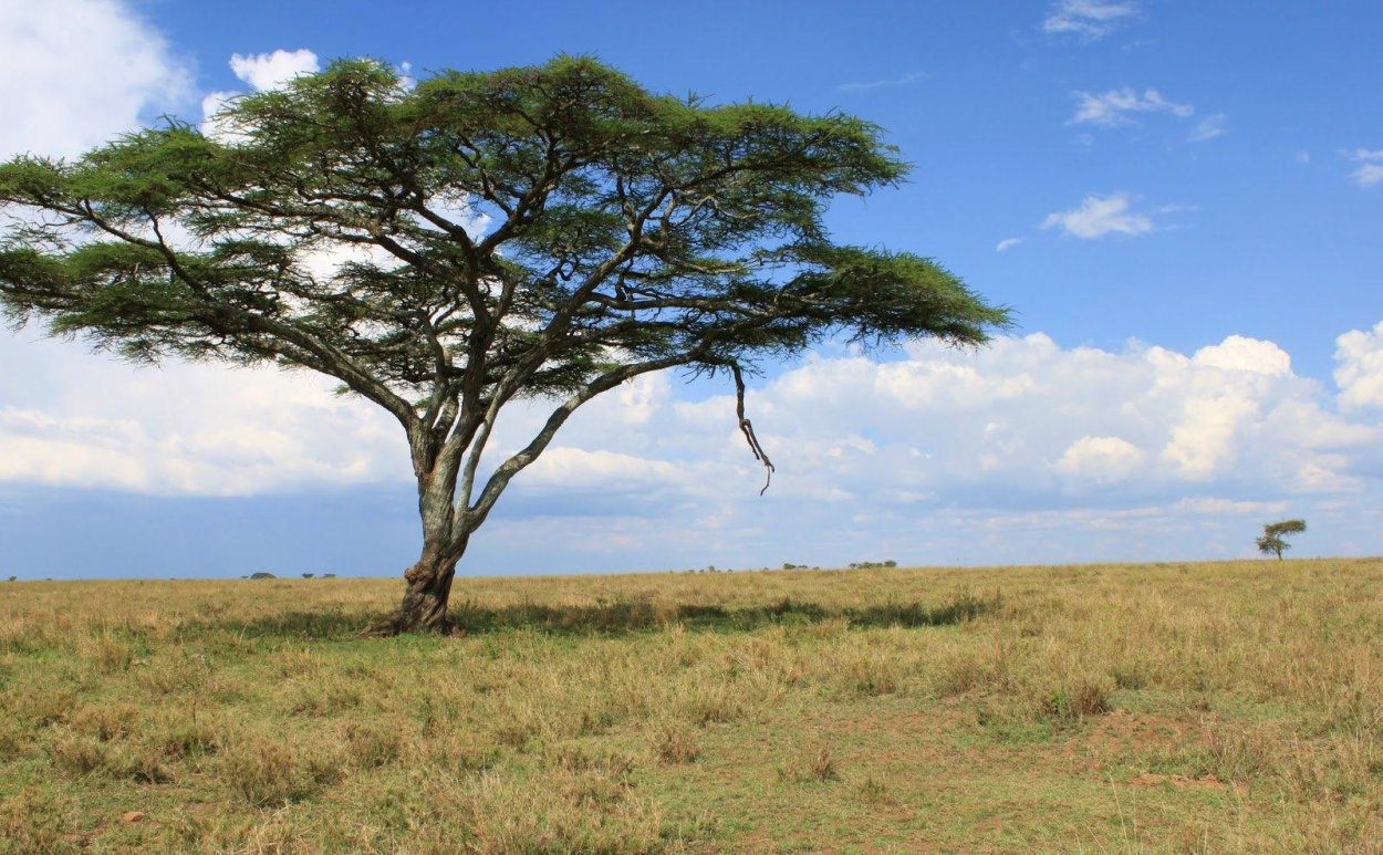 Сандал сандаловое дерево