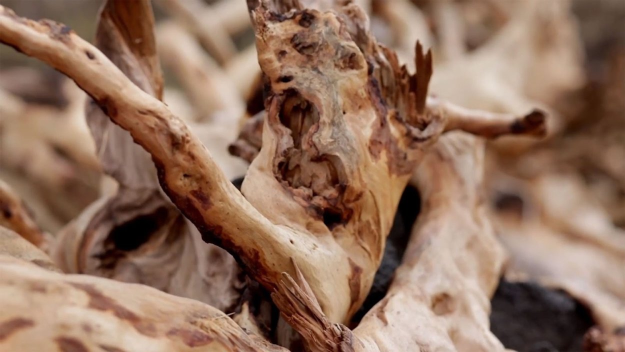 Австралийский Сандал