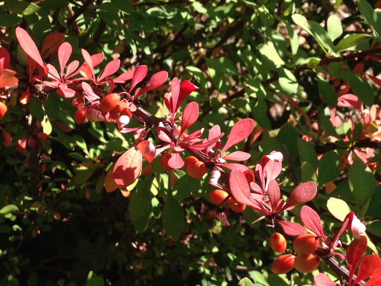 Сандал сандаловое дерево