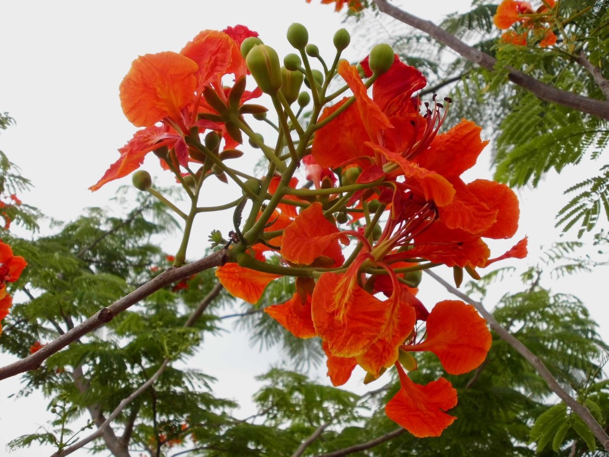 Делоникс Королевский цветок