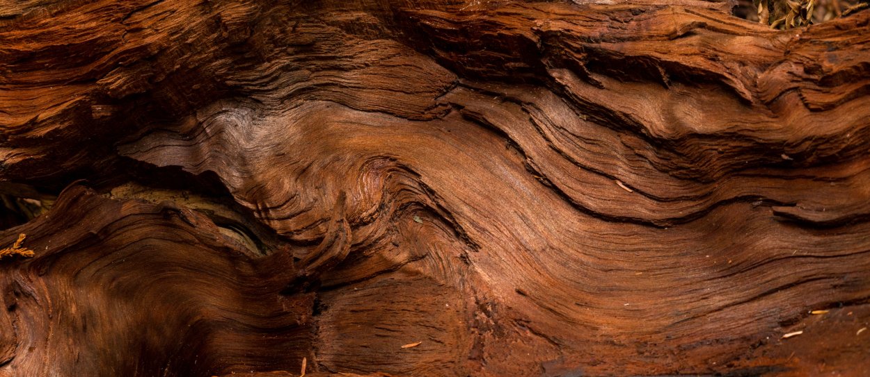 Срез сандалового дерева