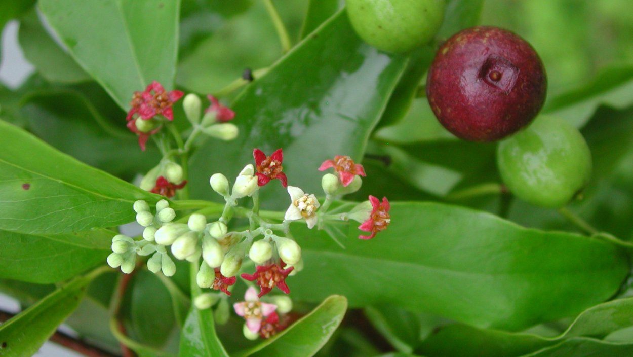 Сандаловое дерево (птерокарпус)